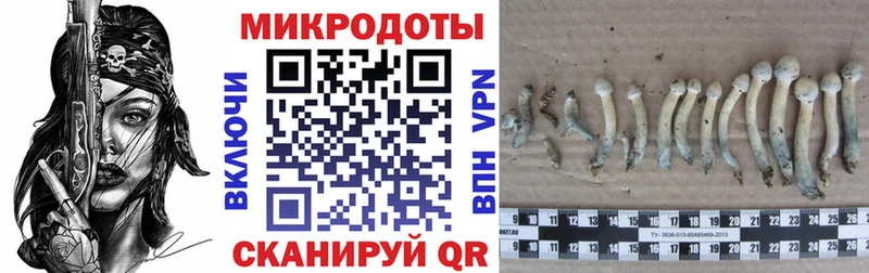 Галлюциногенные грибы мухоморы  как найти   Вышний Волочёк 